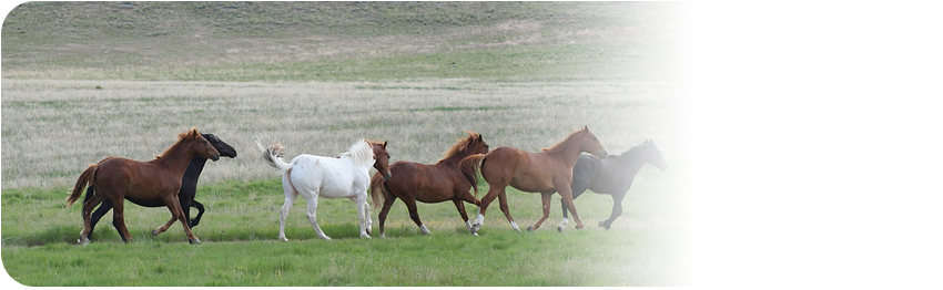 EquiFirst - ekspert w żywieniu koni