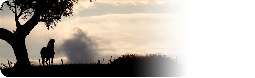 EquiFirst - ekspert w żywieniu koni