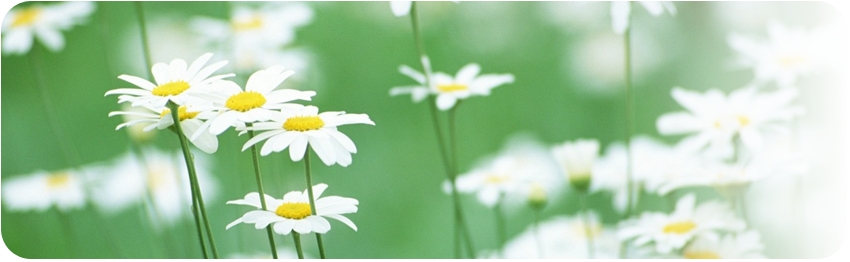 Vital Herbs
zioła 
dla koni